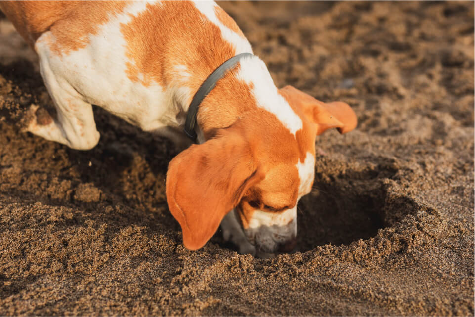 Parque para mascotas del proyecto Huerto Azul